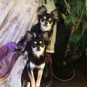 Meet your Posher, Martin